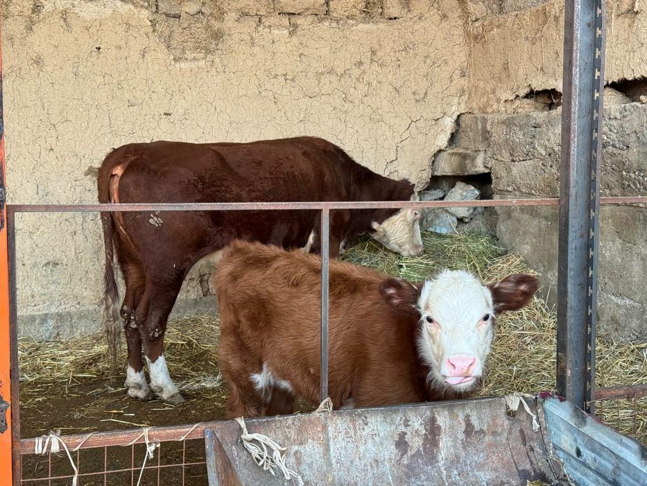 Герефорд gereford сигир боласи билан