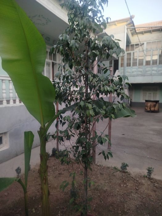 "Фикус бенджамин"guli sotiladi