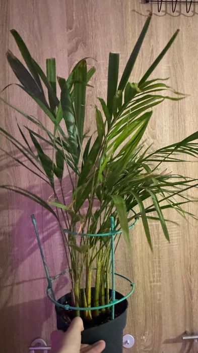 Хамидорея, пальма