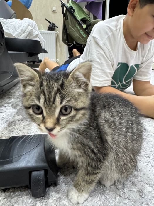 Котенок в добрые руки