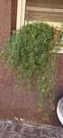 Leandri/plante ornamentale