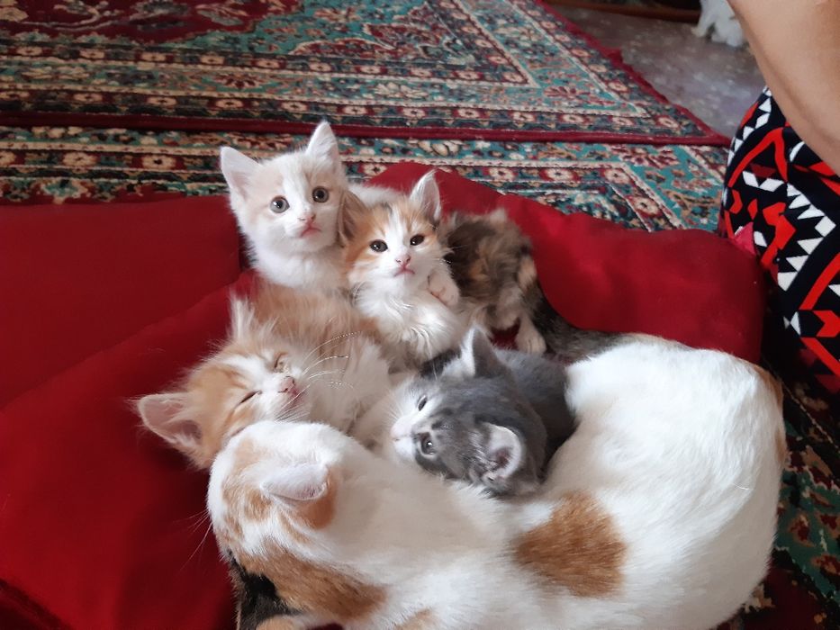 Пышыклар бар алатын адамга бериледи