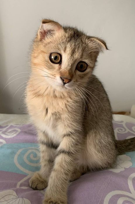 Mushuk britanski 3 4 oyliq