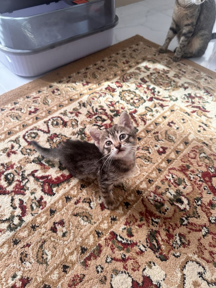 Отдам котёнка в добрые руки