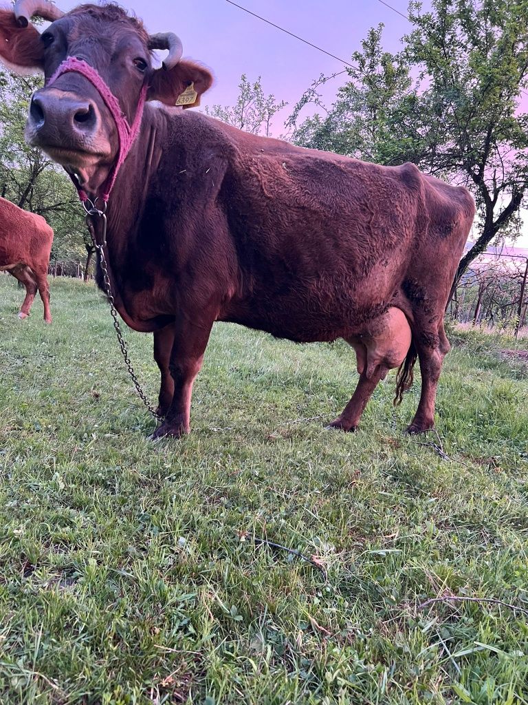 Vând vaca bălțată românească și junincă bălțată românească gestante