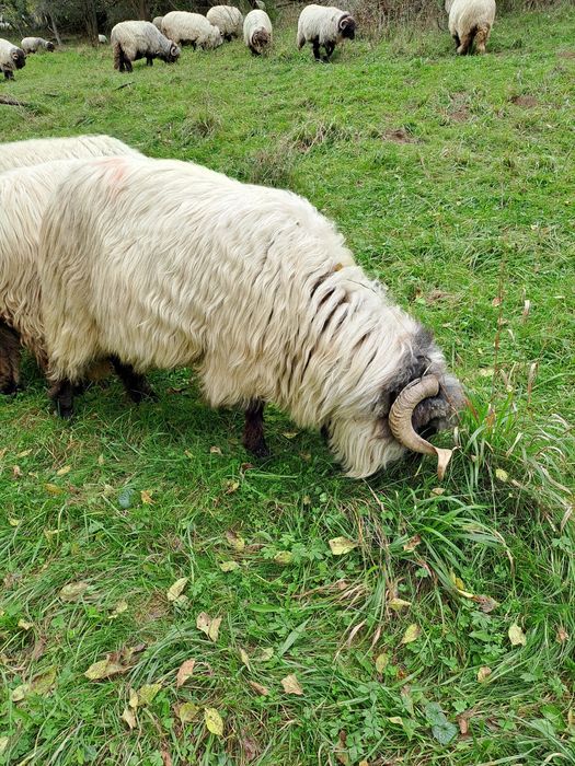 Noatini și strămior