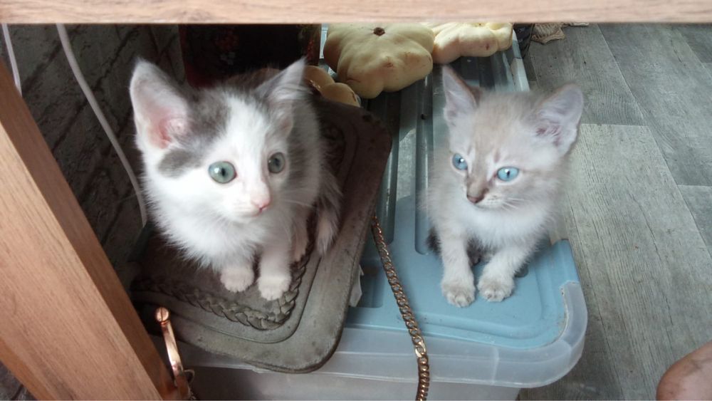 Отдам котят в хорошие руки