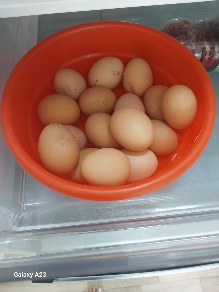 Продам куриные яйца домашние