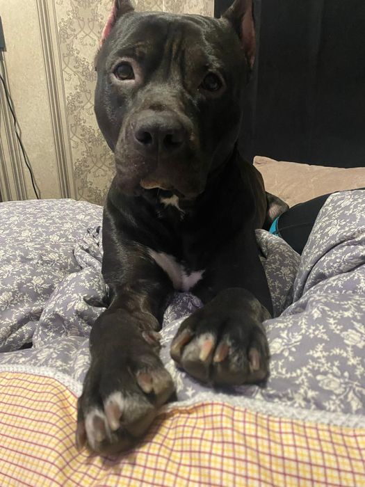 Кобель на вязку.