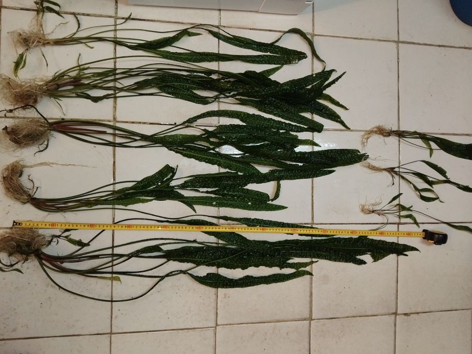 Аквариумни растения