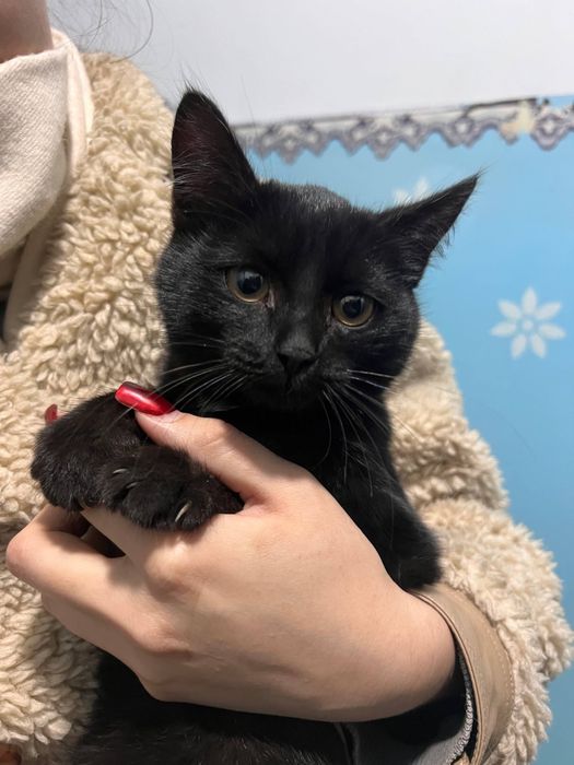 Котенок ищет дом