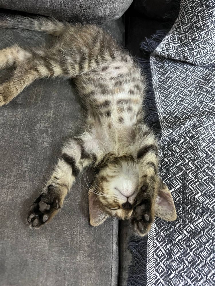 Котенок в добрые руки