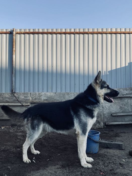 Чистокровный европеиский овчарка