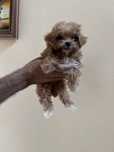 Maltipoo baietel toy