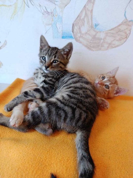 Домашни котенца, на 2,5 месеца, търсят любящи домове