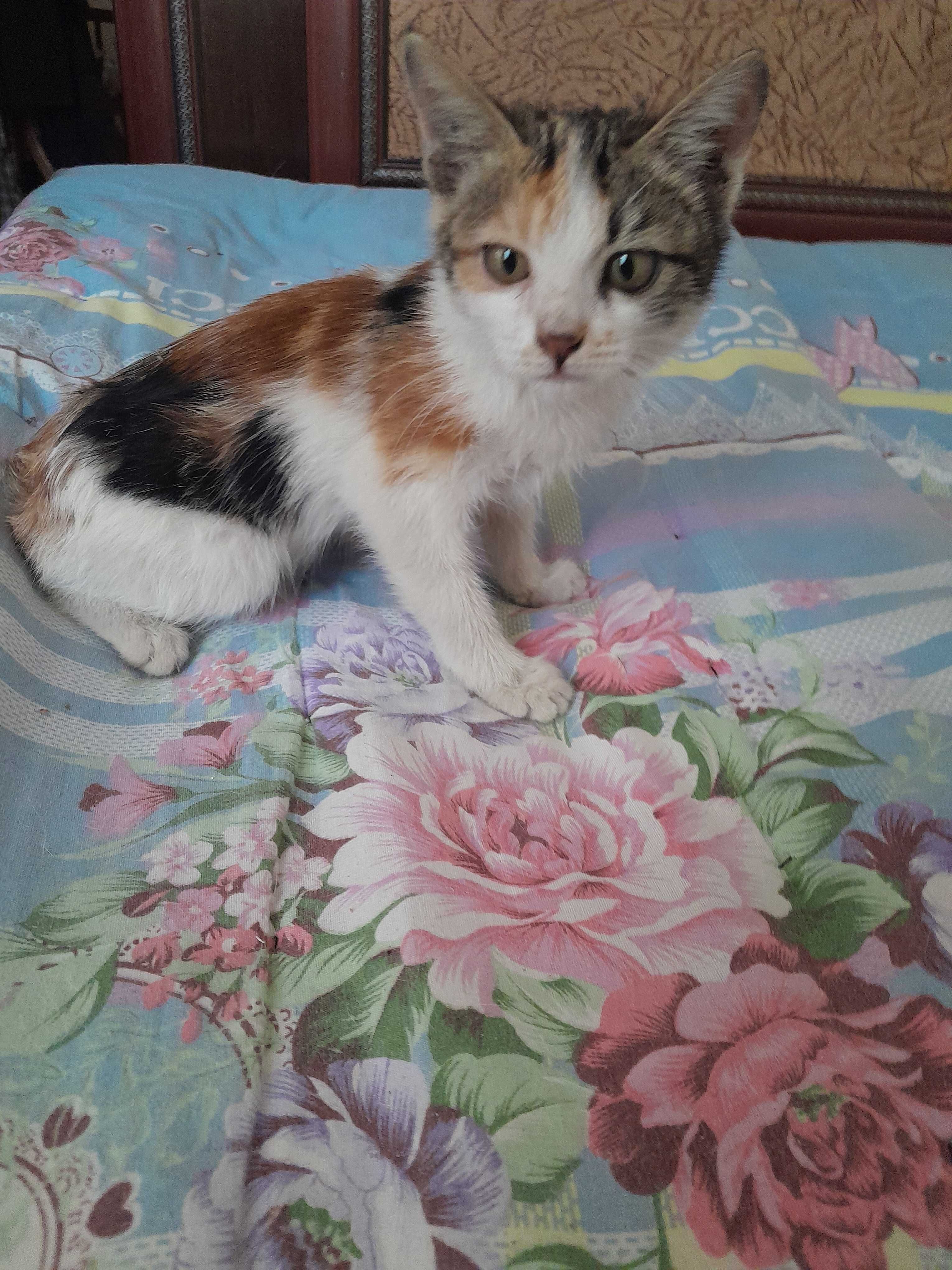 Отдам маленького котёнка в добрые руки