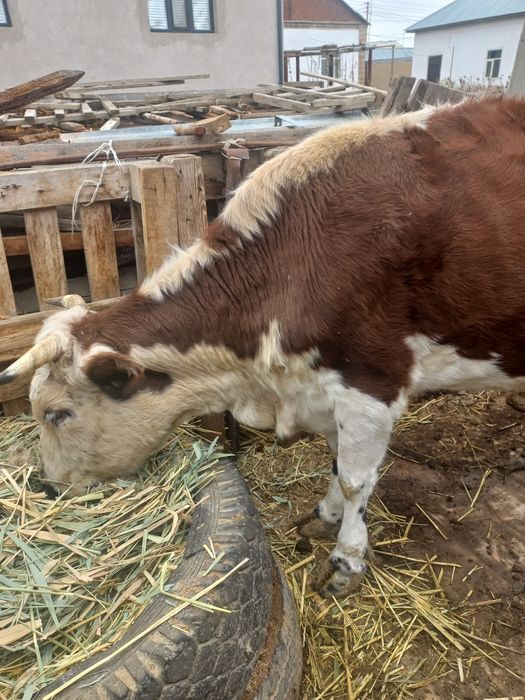 Семиз сиыр сатылады.