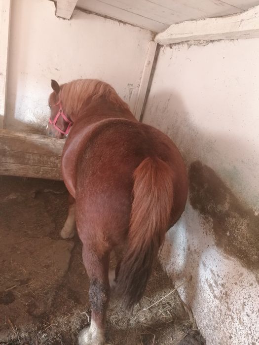 Vând iapă 6 ani pt mai multe detalii la nr de telefon