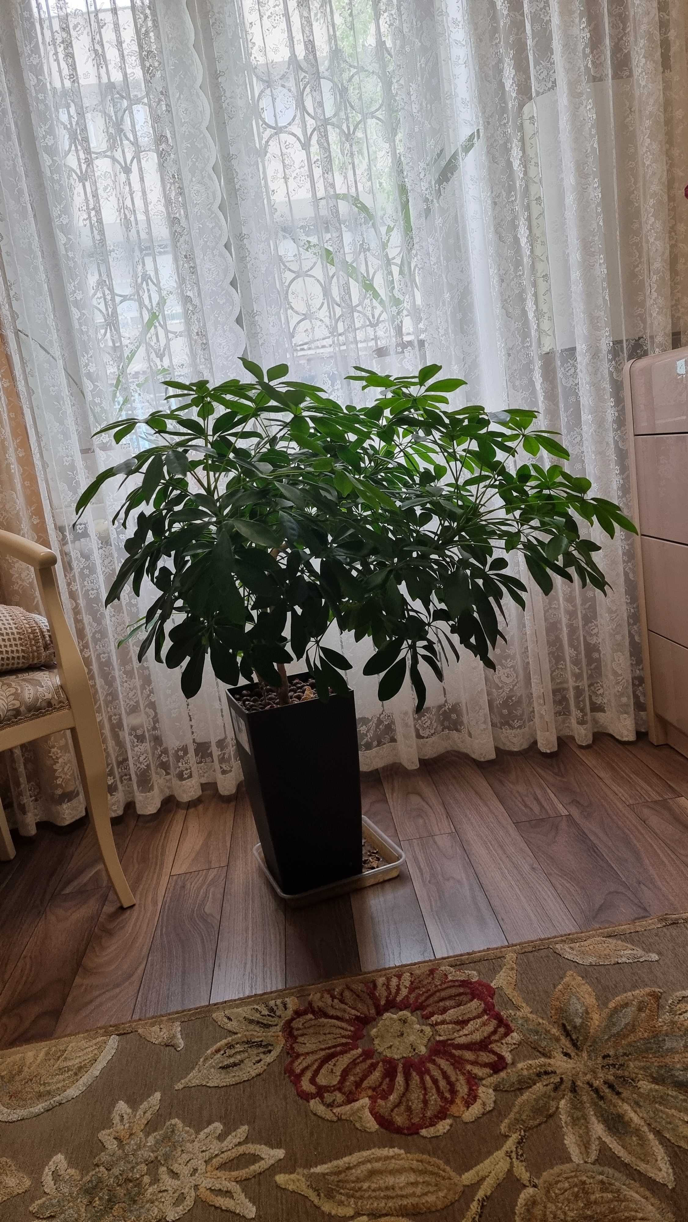 Шефлера комнатное растение