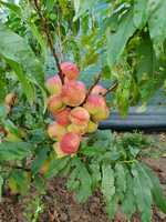 Nectarini pitici,pomi fructiferi