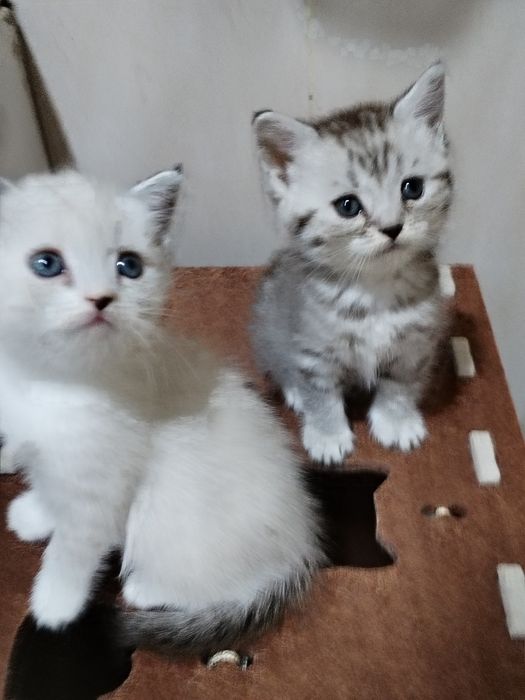 Фолды и Страйт шиншиллы