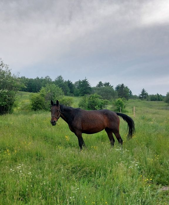 Iapa lipitan Neapolitano