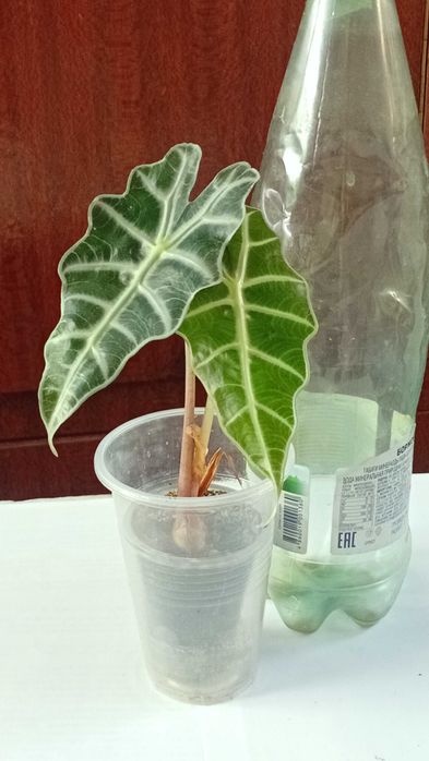 Продам алоказию Полли