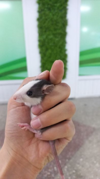 Крысы декоративные