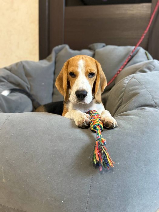 Очаровательный щенок бигля ( триколор )  ищет заботливую семью!