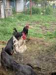 Doi Cocoși Australorp Splash/ Negru
