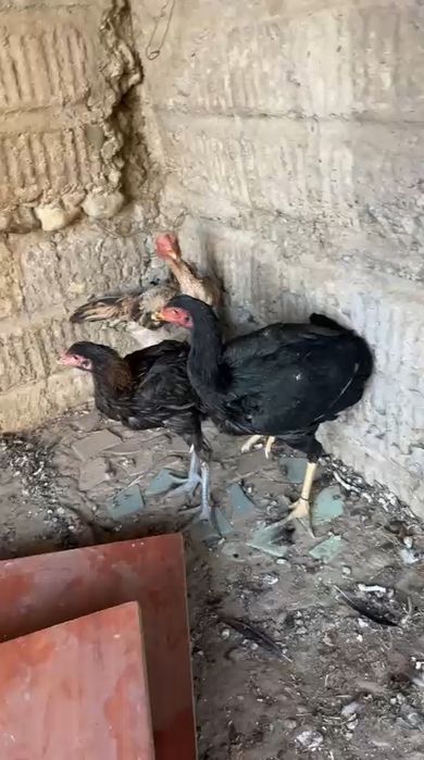 Продам бойцовых курей