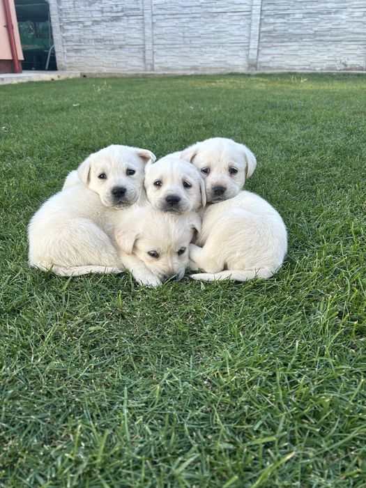 Donez Labrador retriever