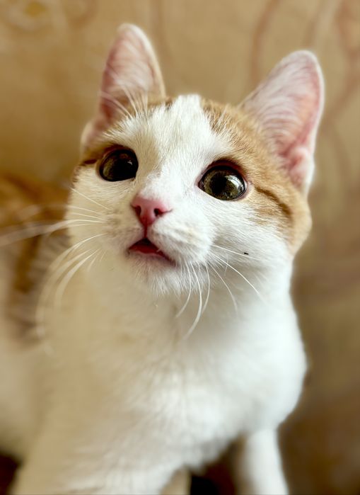 Кошечка 5 месяцев в хорошие руки! Кот, котенок, кошка