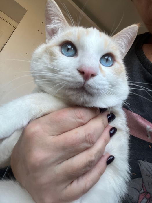 Сиамский ред-поинт,.Кот , мальчик в заботливые руки!!