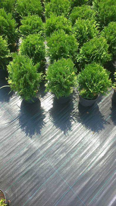 Plante ornamentale și fructiferi – Transformă-ți grădina cu noi!