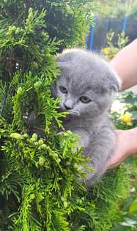 Vand pui Scottish fold