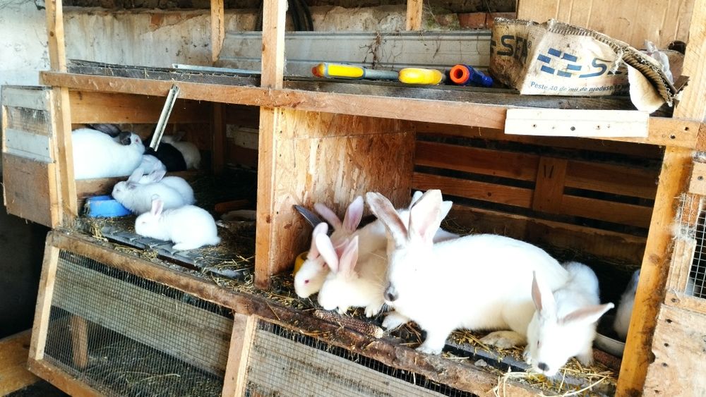 Iepuri pt carne Urias transilvania, hycole, metis