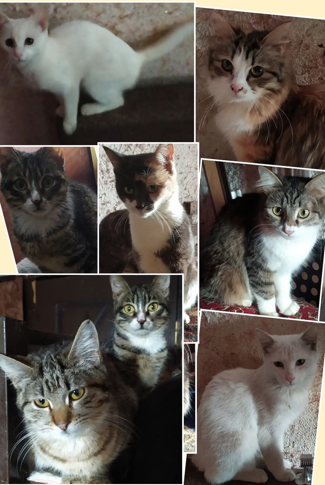 .Бесплатно котята кошки, коты