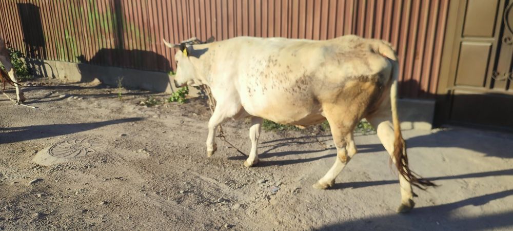 Продам корову хорошую