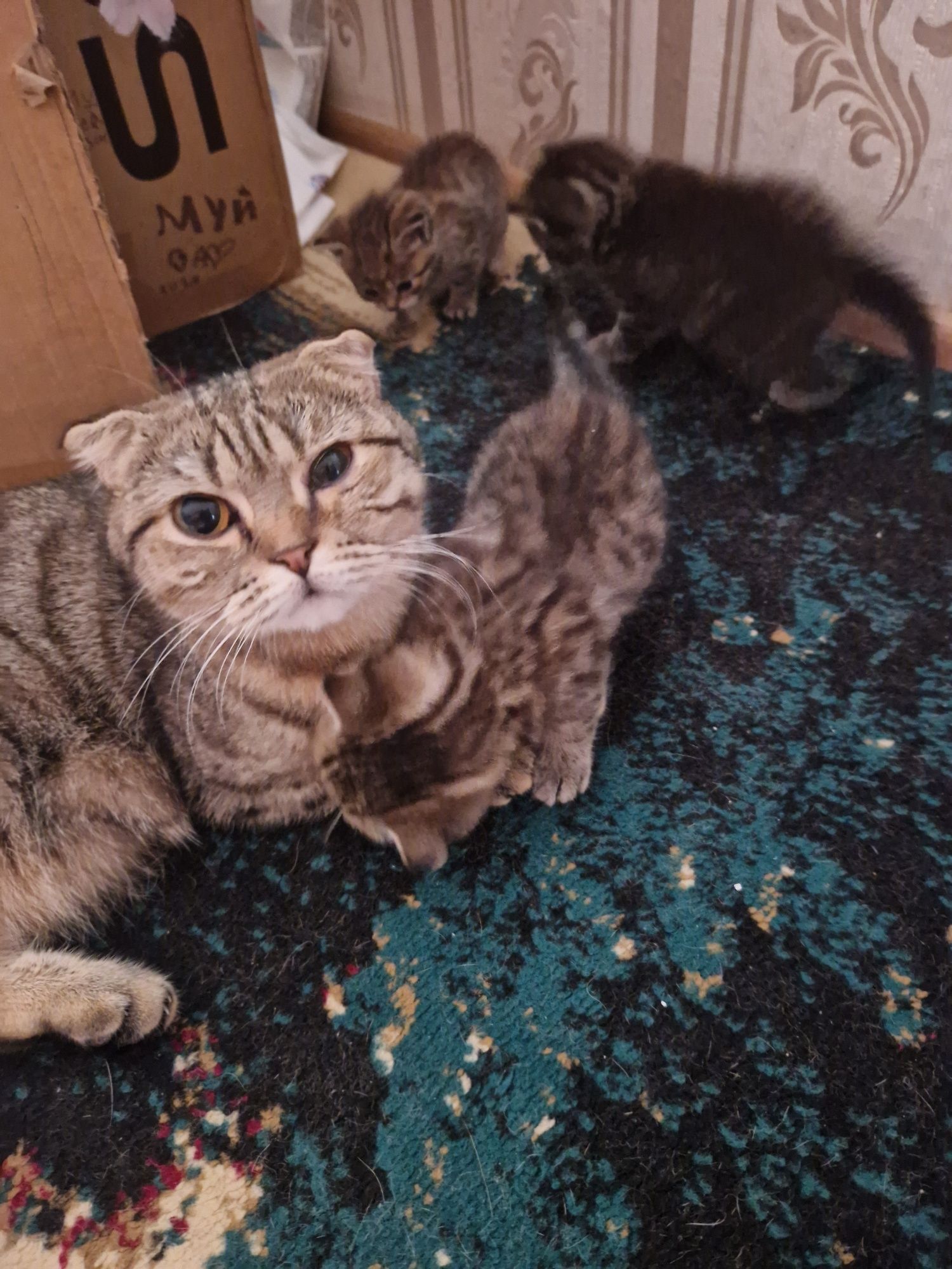 Котёнок 2 месяца