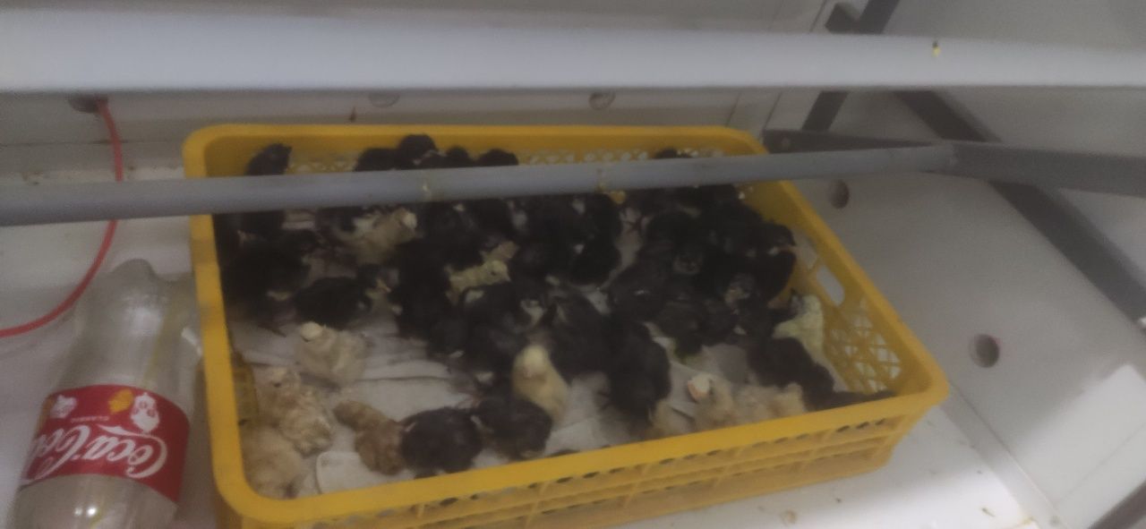 Qora shagzoda jojalar va tuxumlar