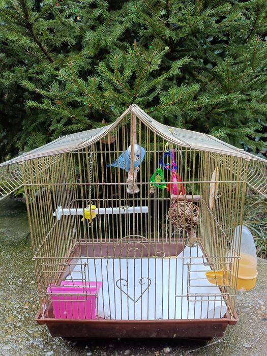 Vând  Colivie +Peruși.