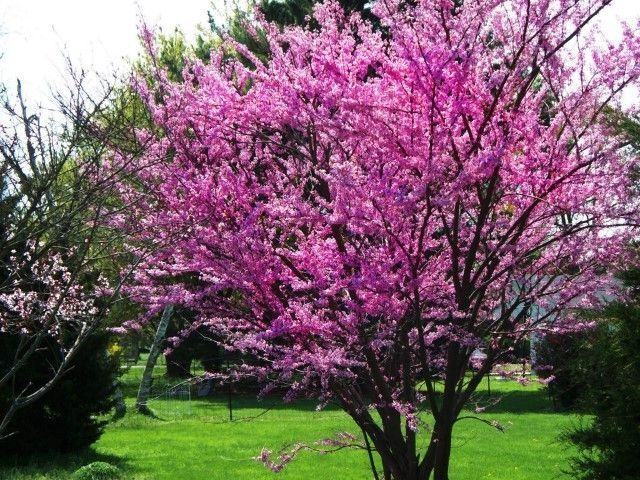 Cercis canadensis