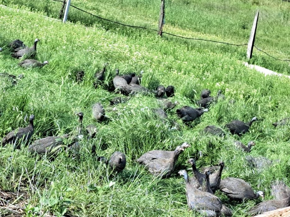 rate românesti, boboci de gâșca, bibilici