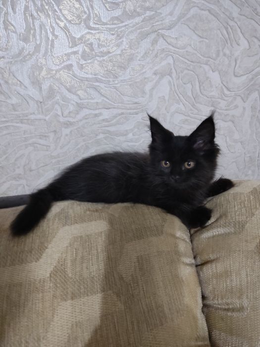 Продам котят, породы Мейн-кун