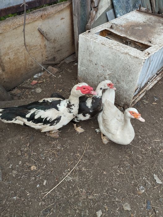 Продам индоуток семья!