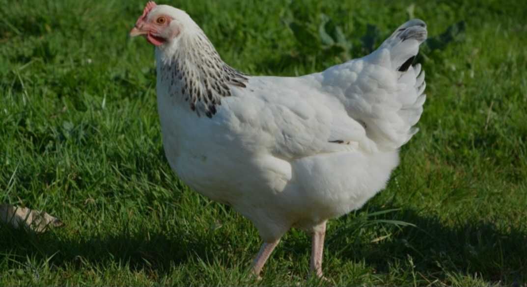 Продавам Кокошки