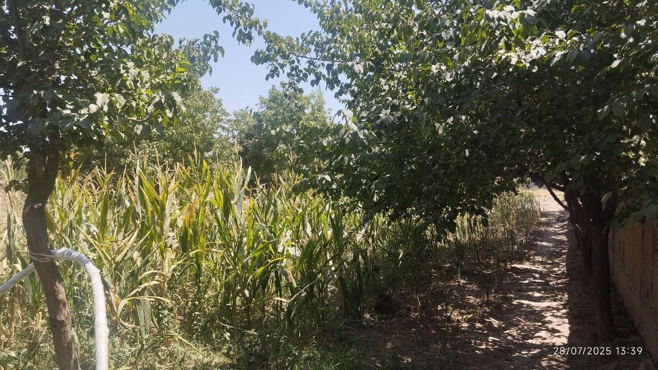uchastka sotiladi shaxrisabz vayeni chastni yaqinida