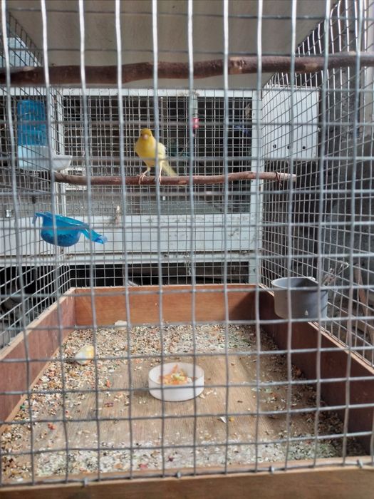 Молодые Канарейки