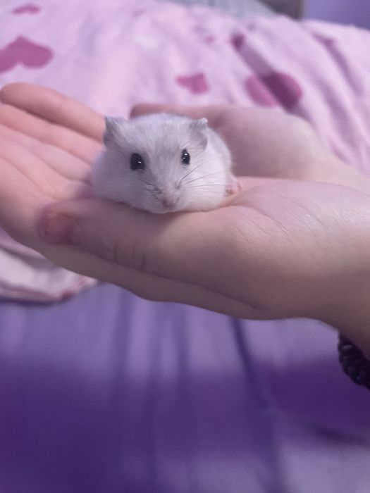 Donez hamster mascul (5 săptămani)